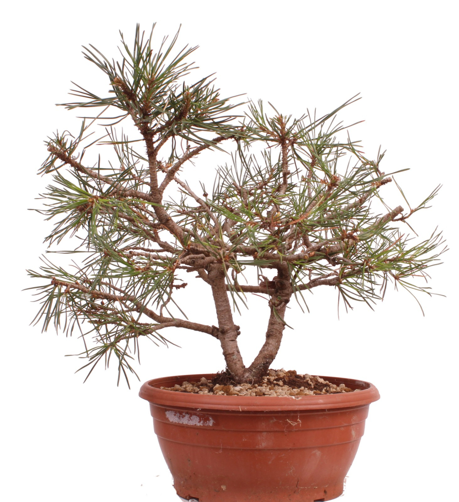 Bonsai - Pinus sylvestris - Waldkiefer 230/27