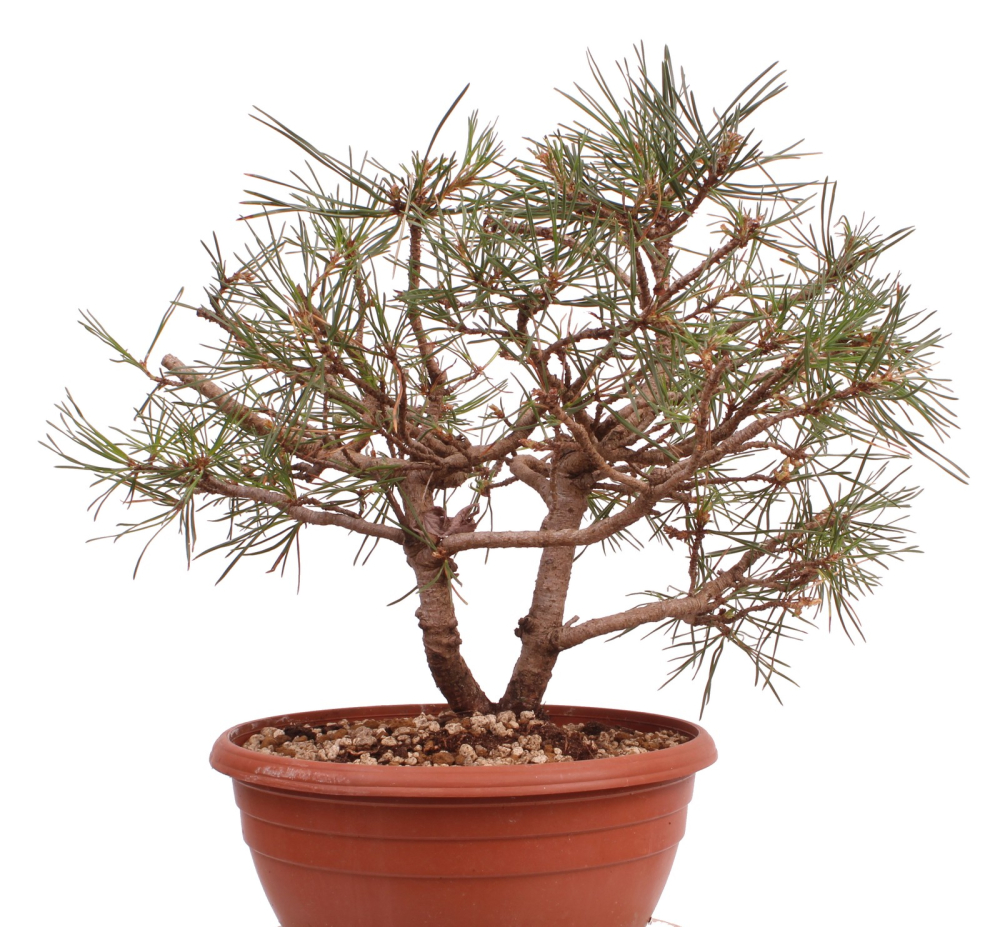 Bonsai - Pinus sylvestris - Waldkiefer 230/27