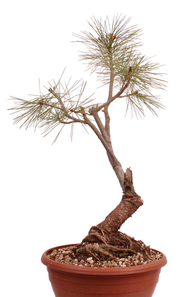 Bonsai - Pinus cembra - Zirbelkiefer  230/29