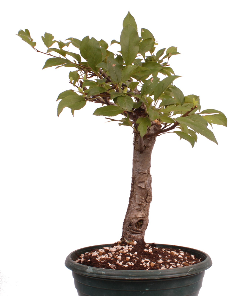 Bonsai - Malus spec.  Zier-Apfel 230/31