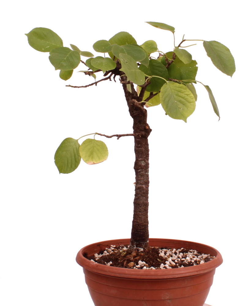 Bonsai - Prunus mahaleb – Felsenkirsche 230/32