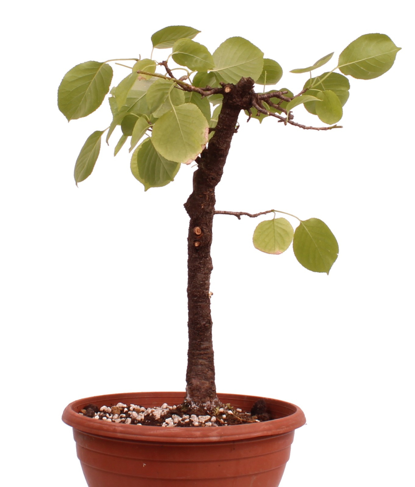 Bonsai - Prunus mahaleb – Felsenkirsche 230/32