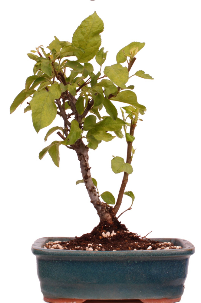 Bonsai - Malus spec.  Zier-Apfel 230/33