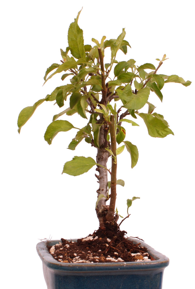 Bonsai - Malus spec.  Zier-Apfel 230/33