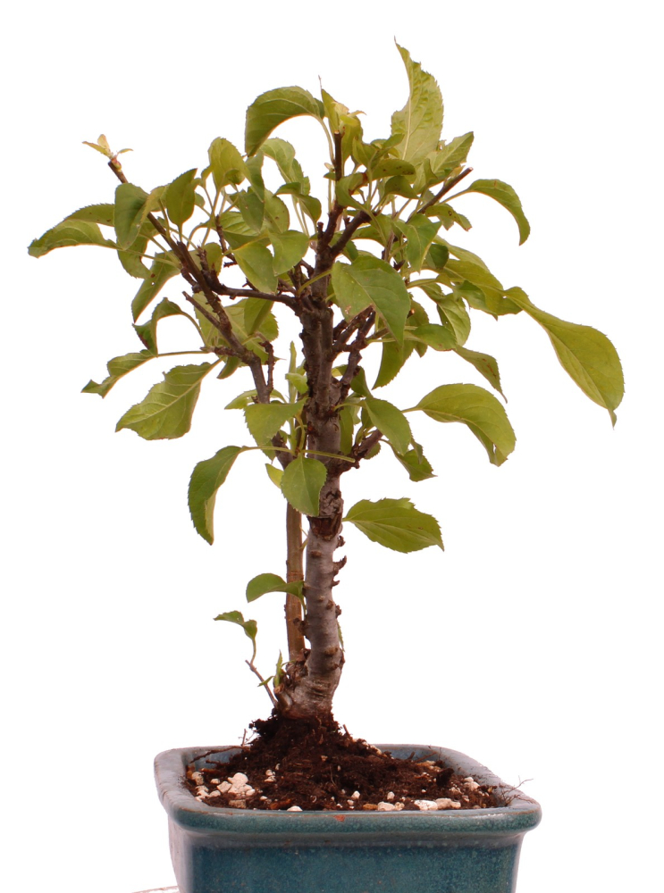 Bonsai - Malus spec.  Zier-Apfel 230/33
