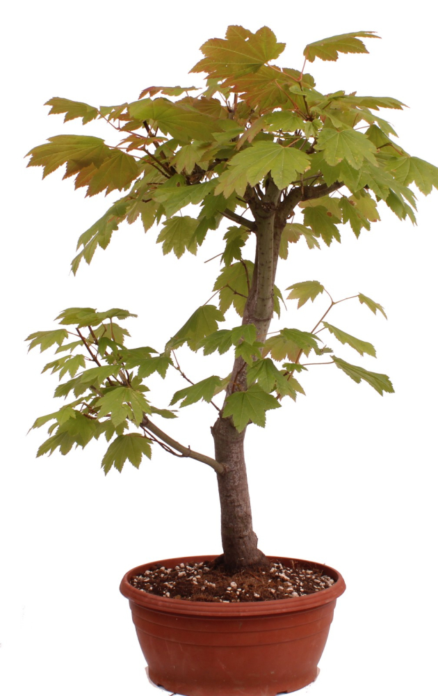 Bonsai - Acer circinatum – Weinblattahorn 230/35