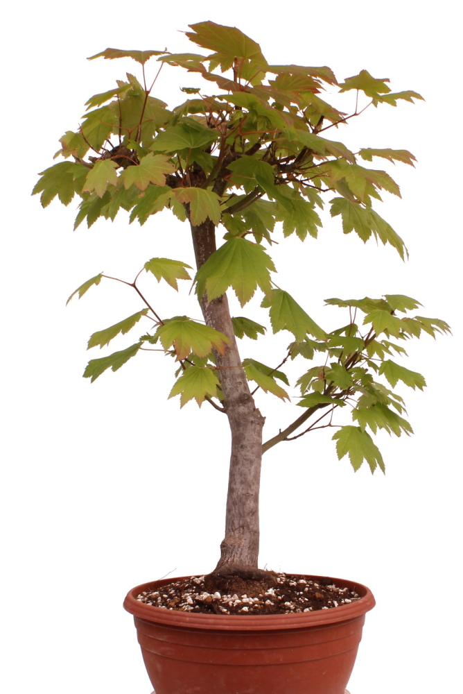 Bonsai - Acer circinatum – Weinblattahorn 230/35