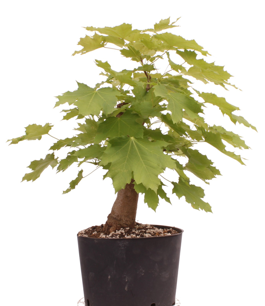 Bonsai - Acer platanoides – Spitzahorn 230/36