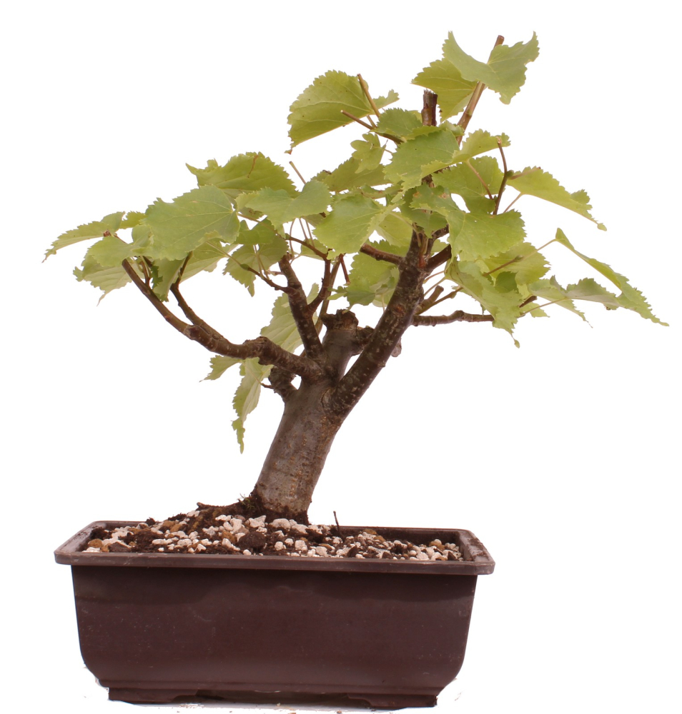 Bonsai - Tilia cordata  - Winterlinde 230/37