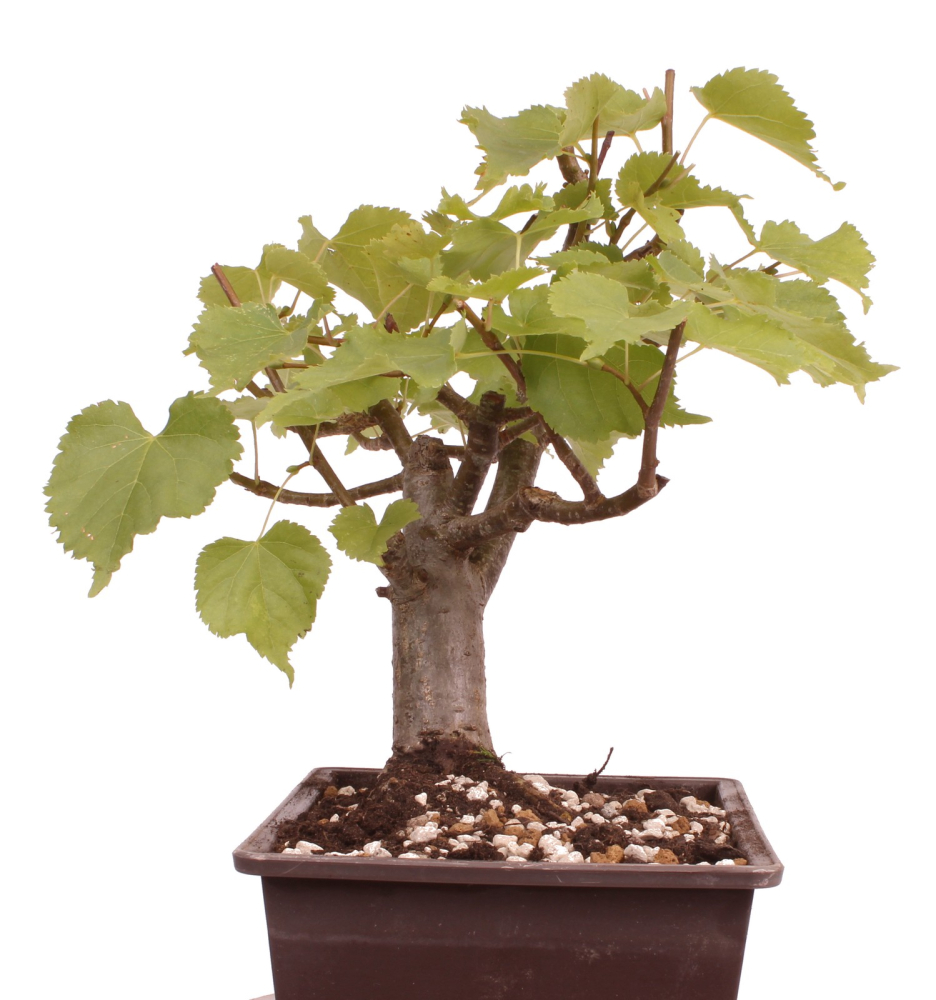 Bonsai - Tilia cordata  - Winterlinde 230/37