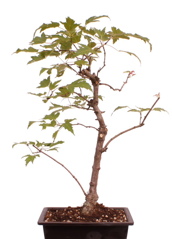 Bonsai - Acer tataricum - Tatarischer Ahorn 230/38