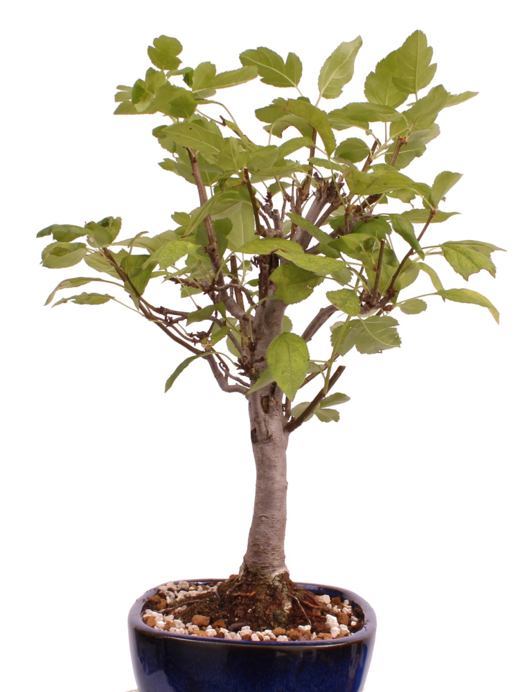 Bonsai - Malus spec.  Zier-Apfel 230/42