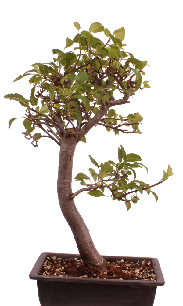 Bonsai - Malus spec.  Zier-Apfel 230/43