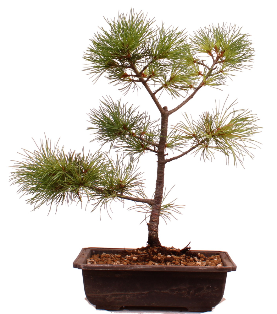 Bonsai - Pinus parviflora - Mädchenkiefer - Wurzelecht 230/46