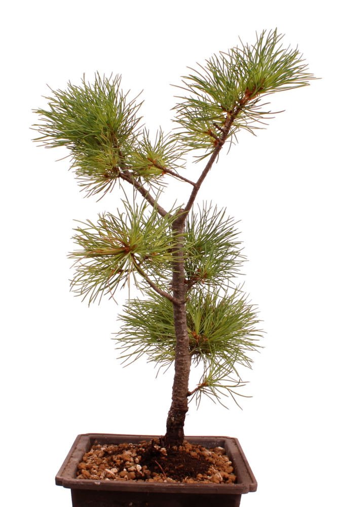 Bonsai - Pinus parviflora - Mädchenkiefer - Wurzelecht 230/46