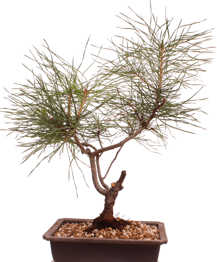 Bonsai - Pinus sylvestris - Waldkiefer 230/48