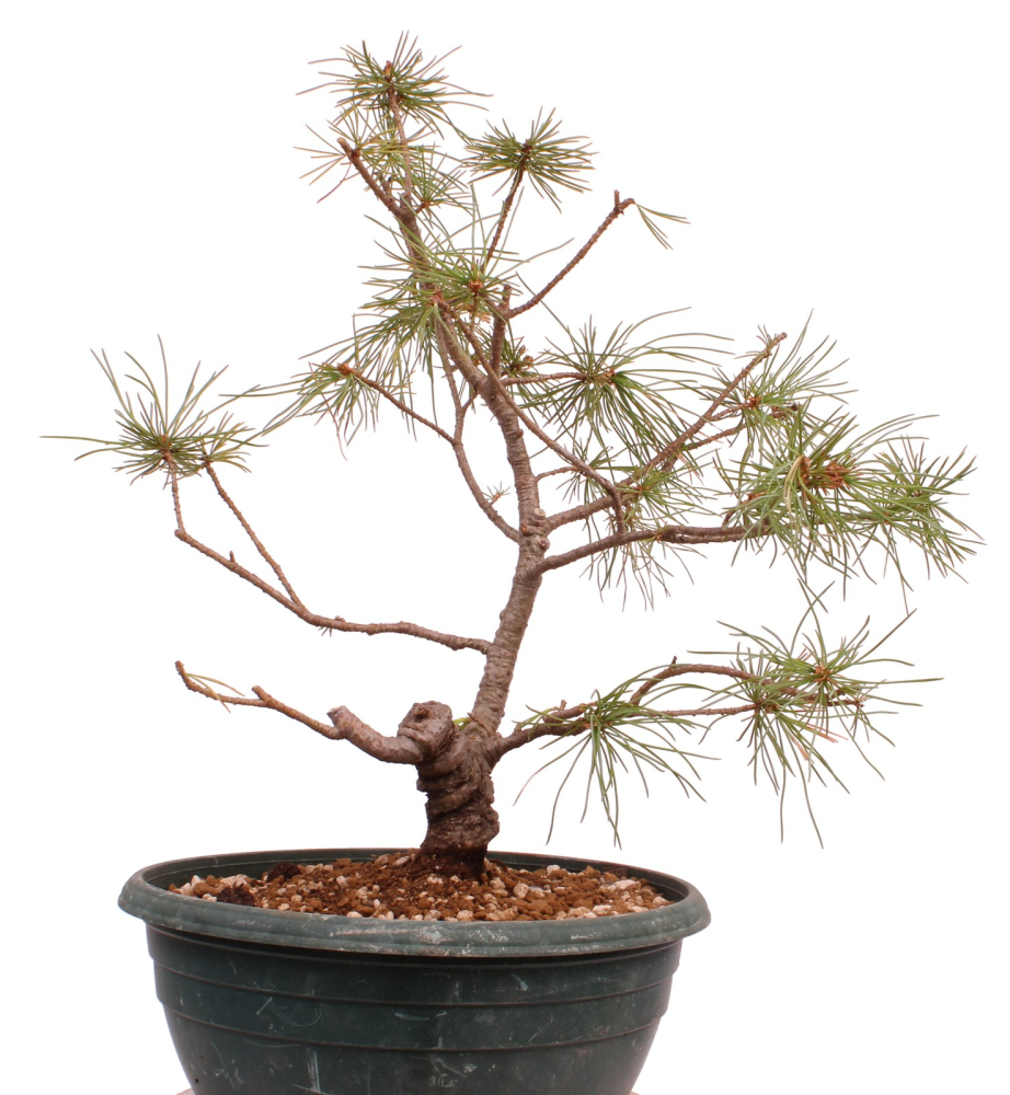Bonsai - Pinus parviflora - Mädchenkiefer - Wurzelecht 230/52
