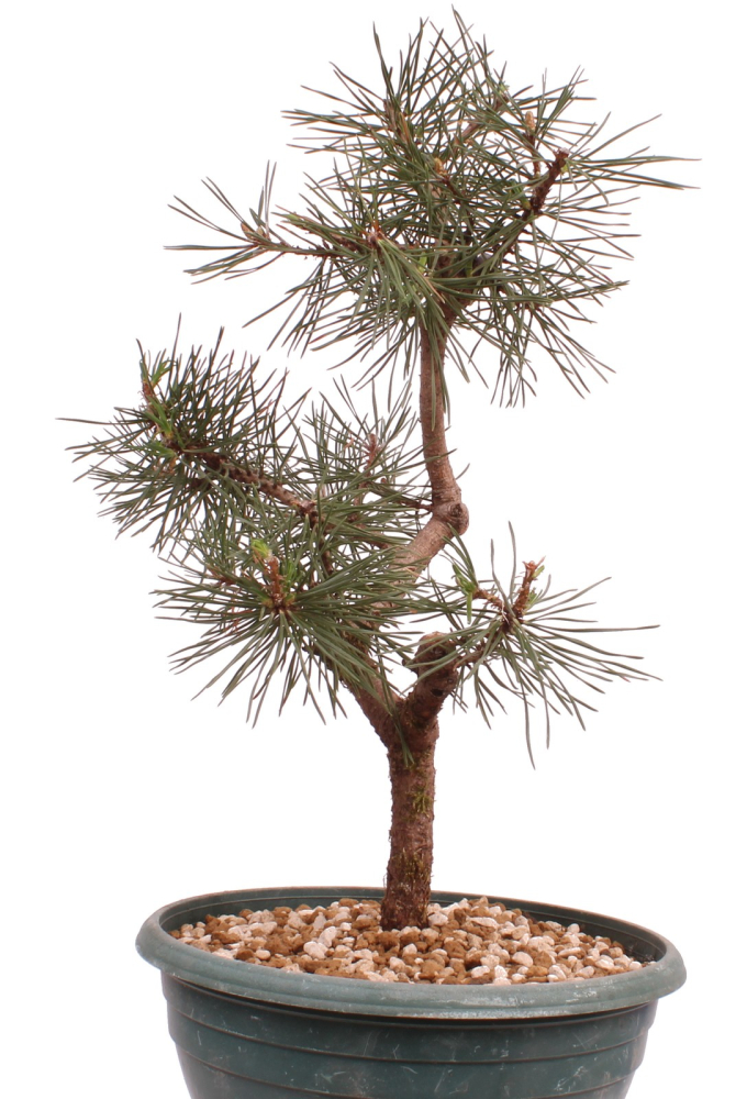 Bonsai - Pinus sylvestris - Waldkiefer 230/54