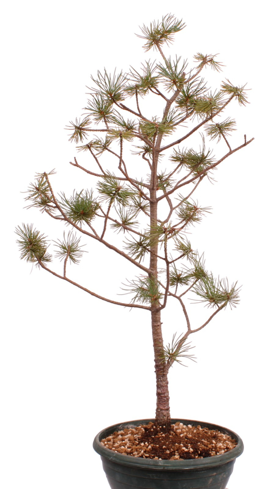 Bonsai - Pinus parviflora - Mädchenkiefer - Wurzelecht 230/55