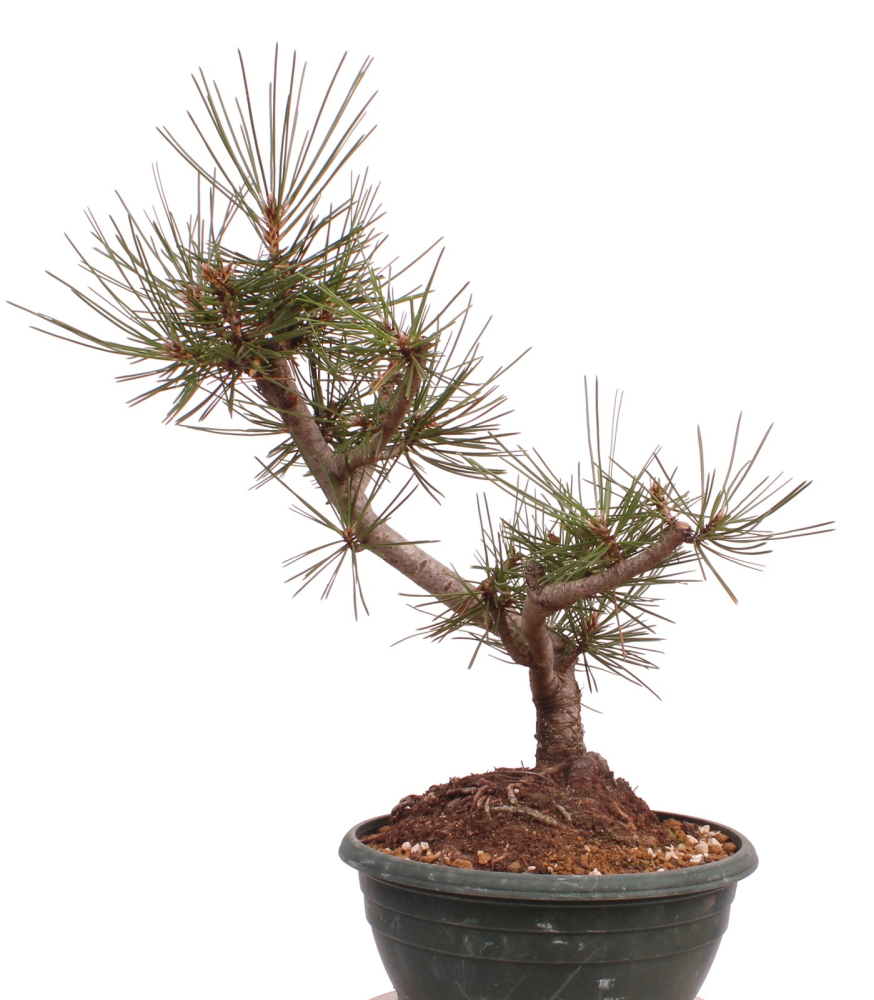 Bonsai - Pinus nigra - Schwarzkiefer 230/56