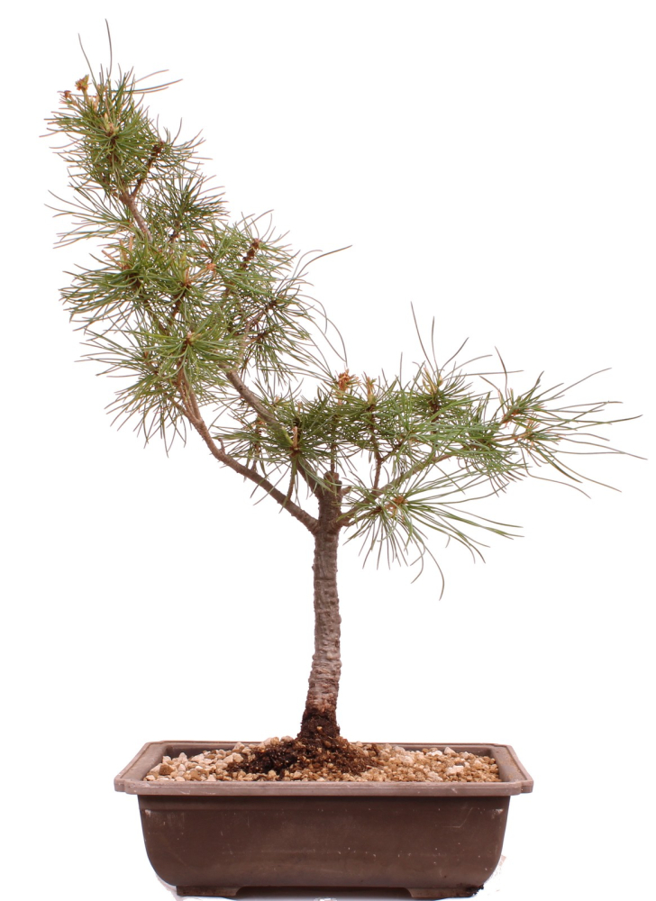 Bonsai - Pinus parviflora - Mädchenkiefer - Wurzelecht 230/58