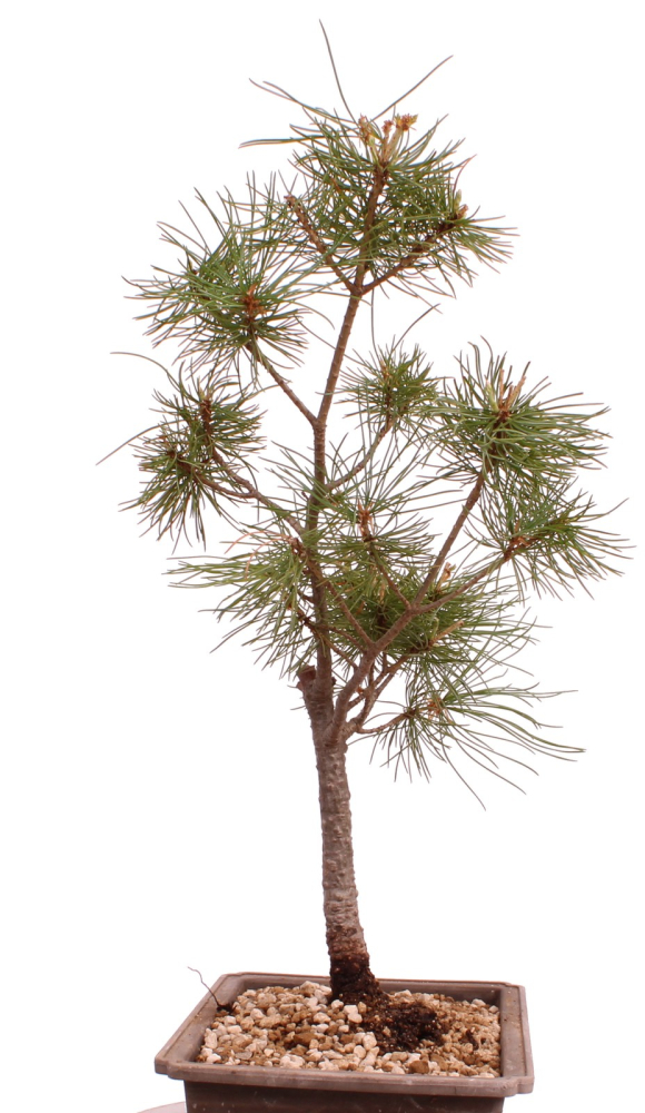 Bonsai - Pinus parviflora - Mädchenkiefer - Wurzelecht 230/58