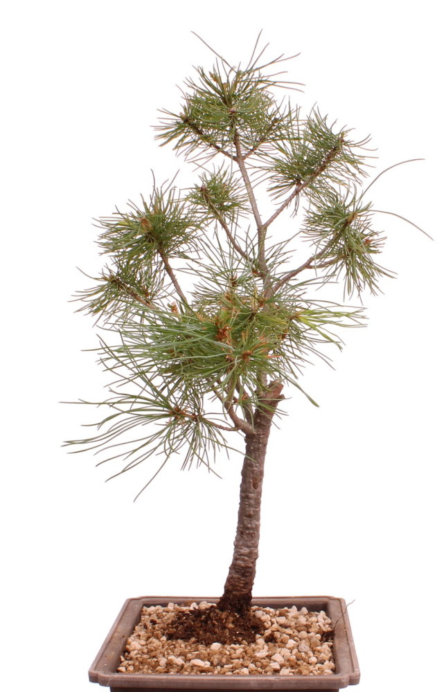Bonsai - Pinus parviflora - Mädchenkiefer - Wurzelecht 230/58