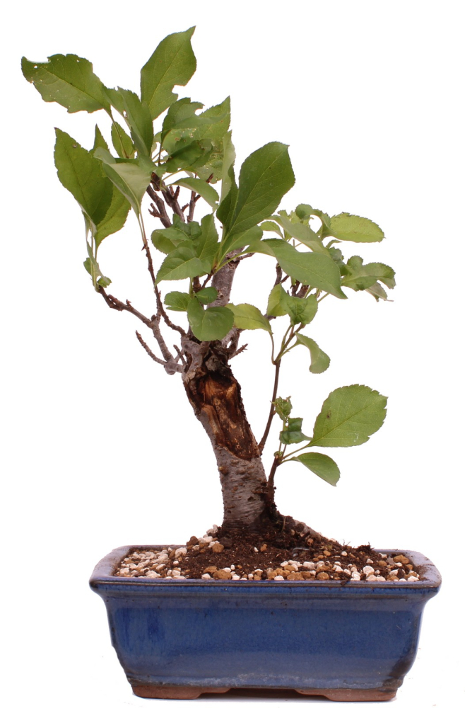 Bonsai - Malus spec.  Zier-Apfel 230/59