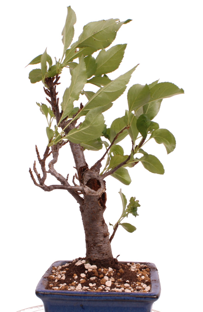 Bonsai - Malus spec.  Zier-Apfel 230/59
