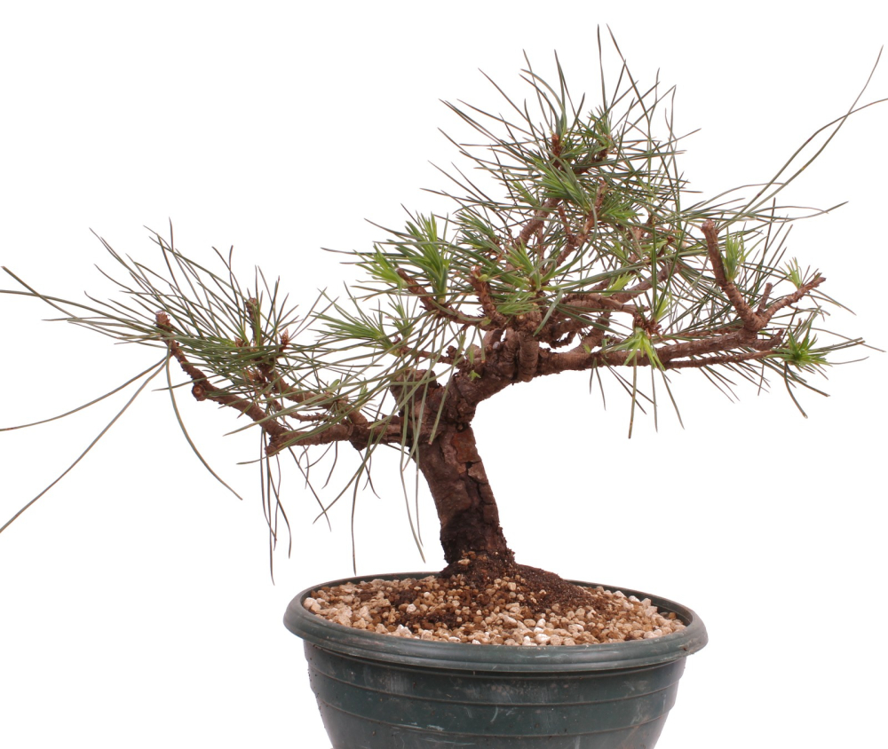 Bonsai - Pinus thunbergii - Japanische Schwarzkiefer 230/60