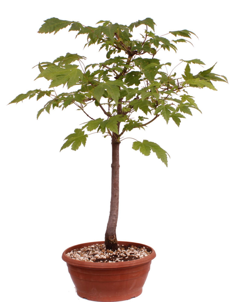 Bonsai - Acer rubrum - Rot-Ahorn 230/61