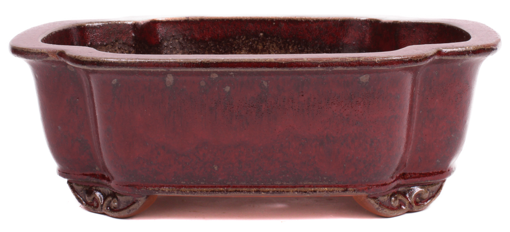 Bonsai - Schale  eckig  31 x 27 x 11 cm boreaux frostfest 40170