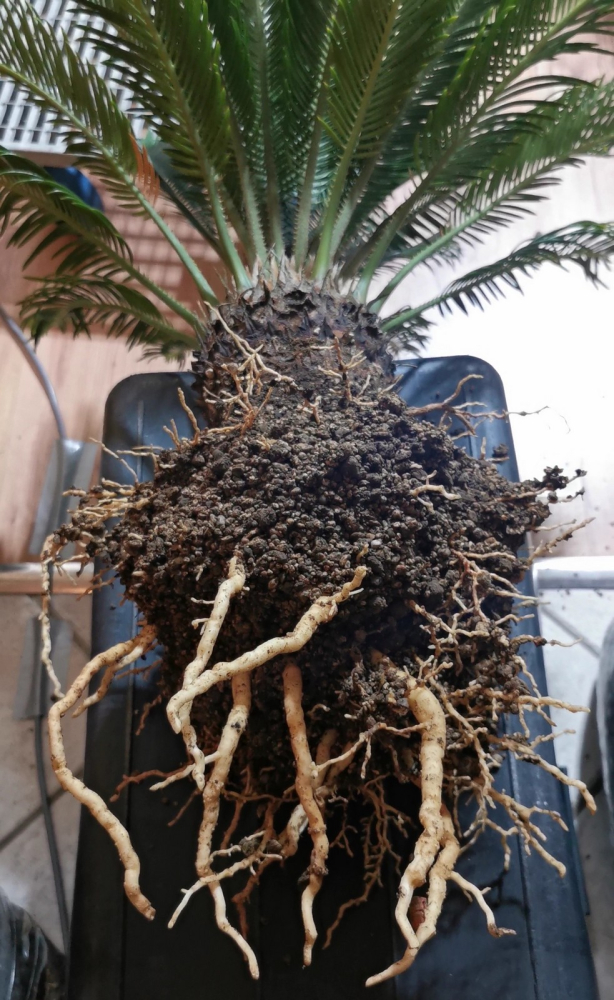 Erde für Cycas / Palmfarne 10 l  2-5 mm mit wichtigen Spurenelementen 62210