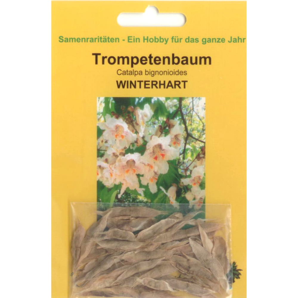 Bonsai - 30 Samen Catalpa bignonioides - Trompetenbaum 90086