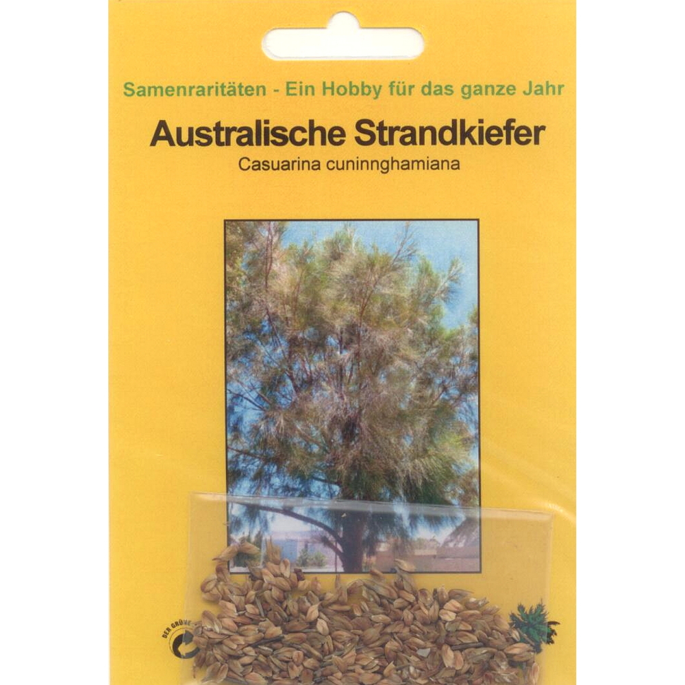 Bonsai - 100 Samen Casuarina cunninghamiana - Australische Strandkiefer 90095
