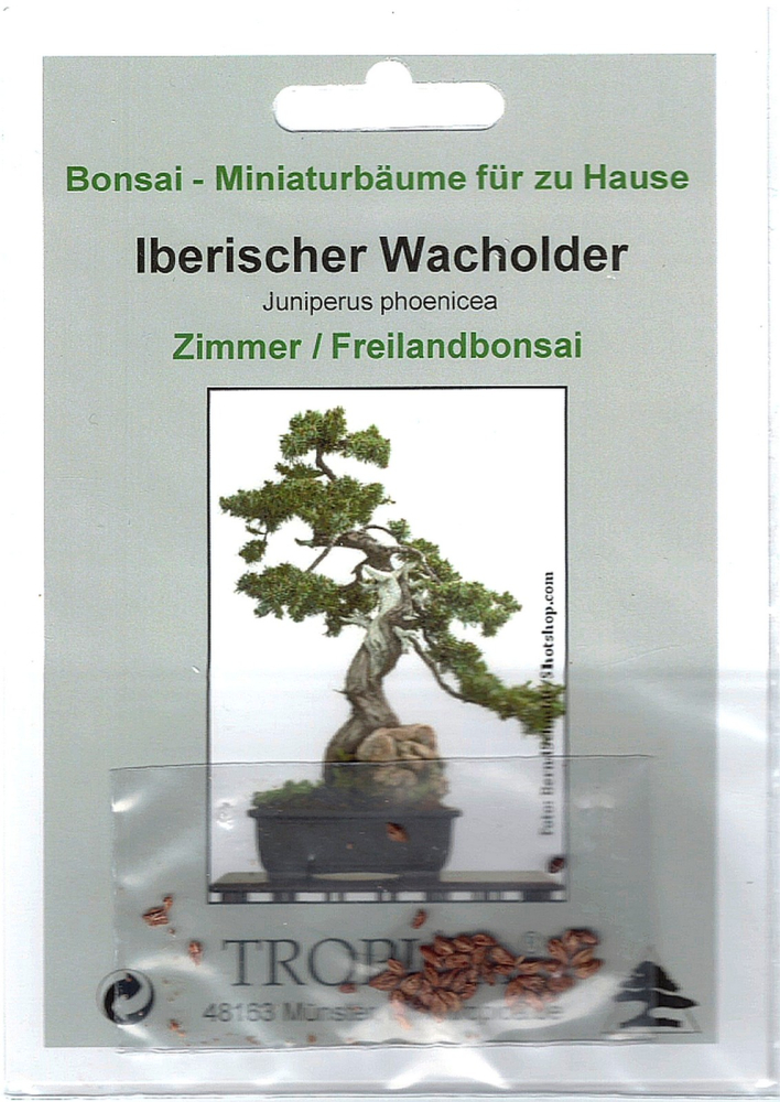 Bonsai - 15 Samen Juniperus phoenicea - Iberischer Wacholder   90108