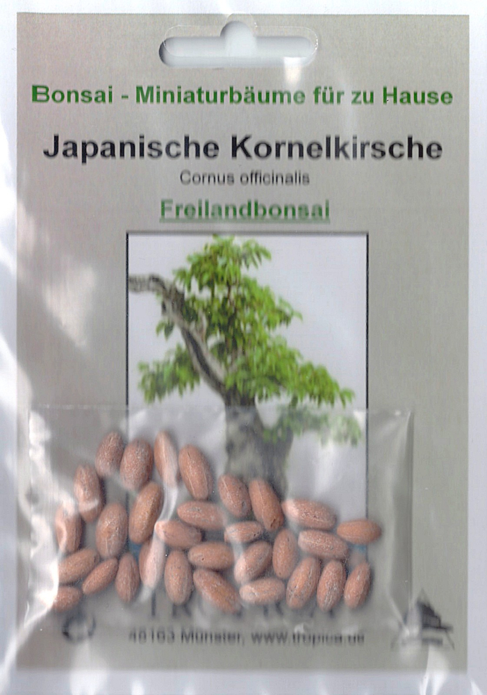 Bonsai - 20 Samen Cornus officinalis - Japanische Kornellkirsche 90113