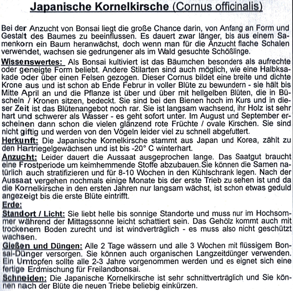 Bonsai - 20 Samen Cornus officinalis - Japanische Kornellkirsche 90113