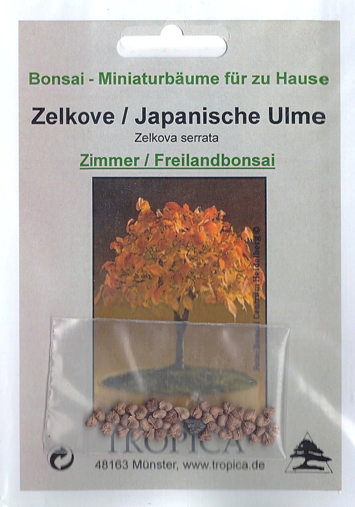 Bonsai - 30 Samen Japanische Ulme, Zelkova serrata   90114