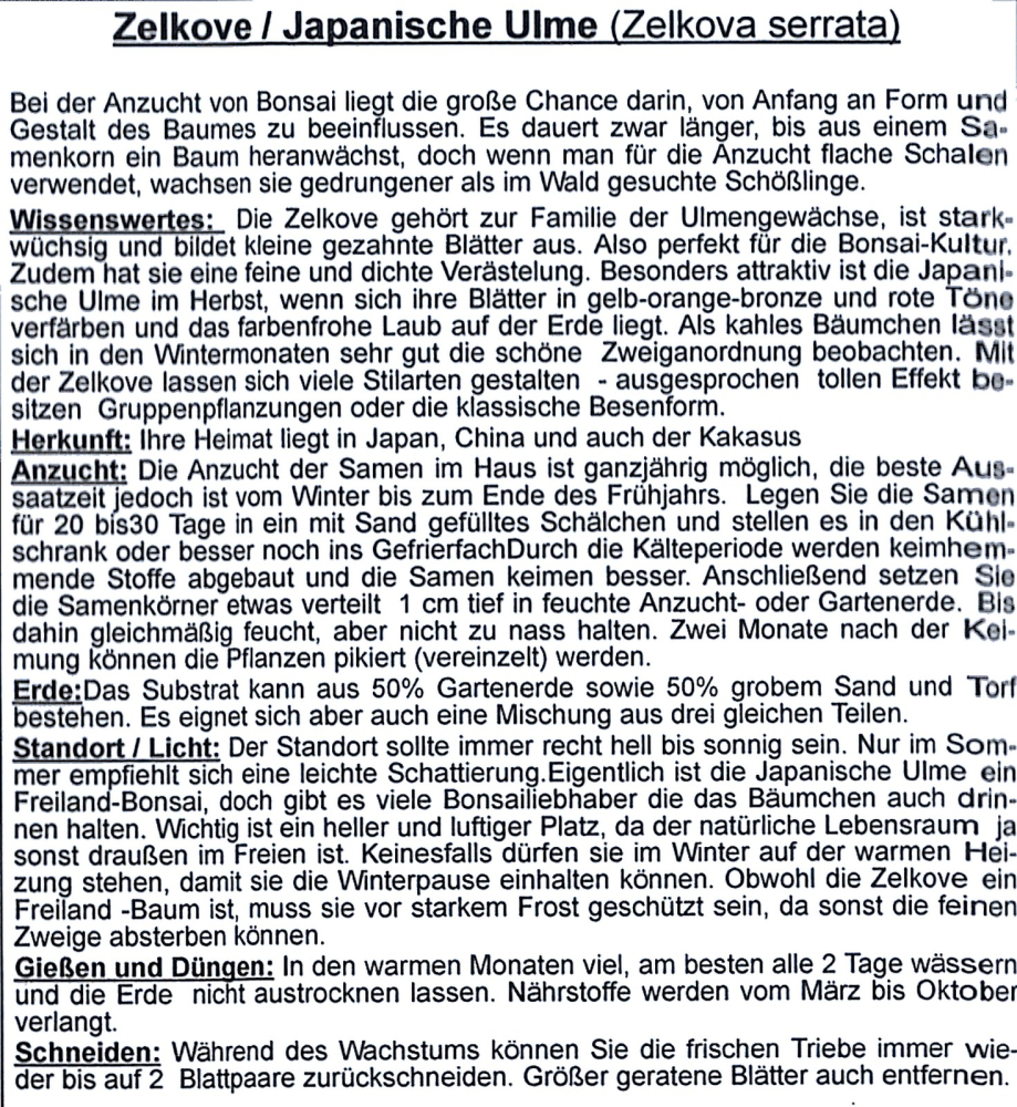 Bonsai - 30 Samen Zelkova serrata - Japanische Ulme  90114
