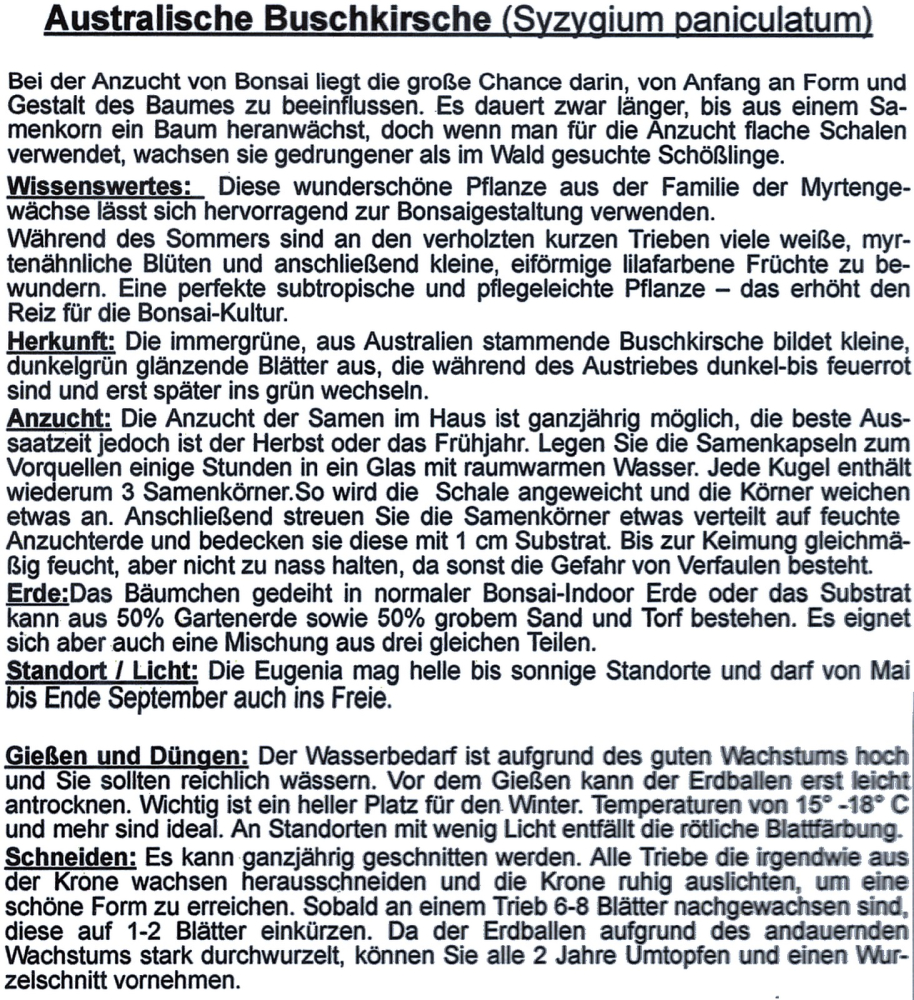 Bonsai - 8 Samen Syzygium paniculatum - Australische Buschkirsche 90119