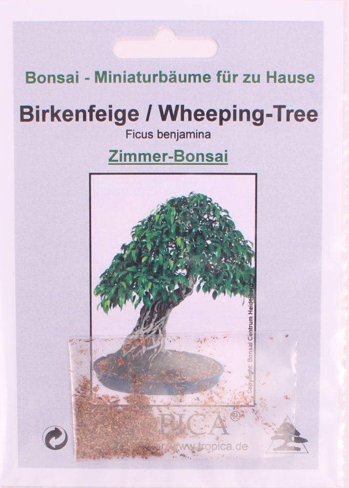 Bonsai - 100 Samen Ficus benjamina  - Birkenfeige   90123