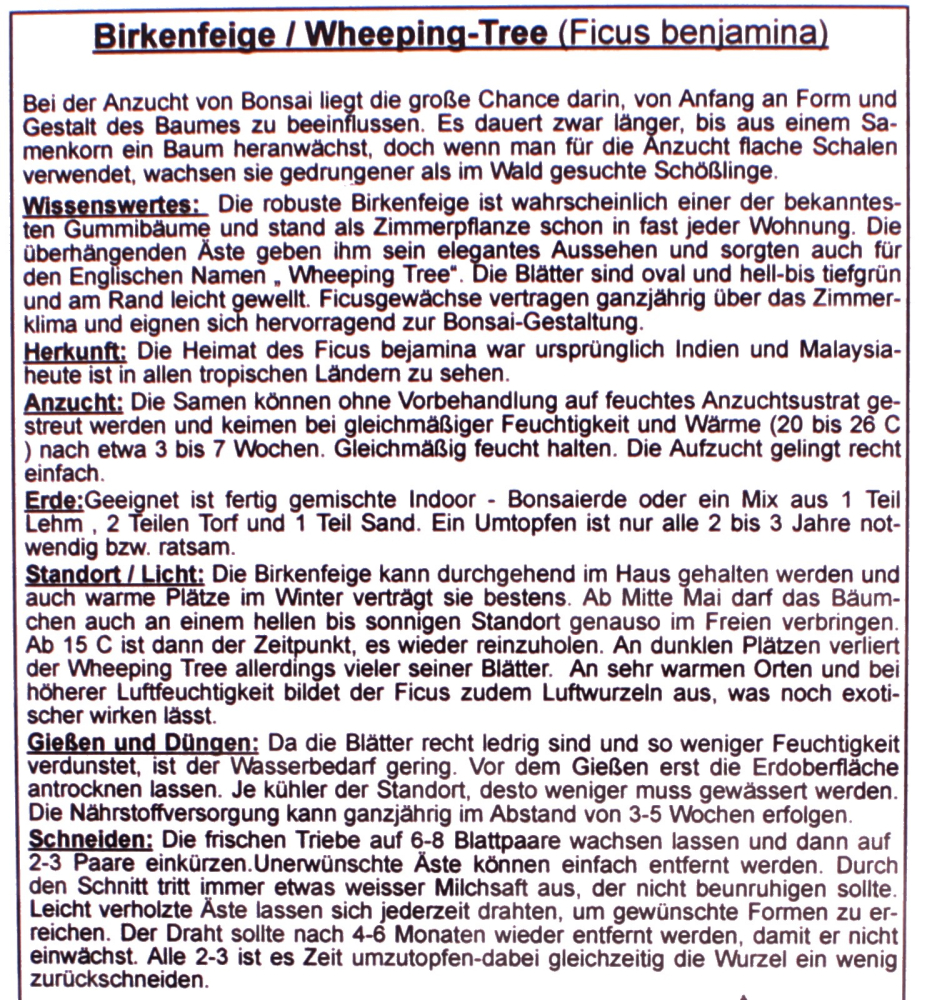 Bonsai - 100 Samen Ficus benjamina  - Birkenfeige   90123