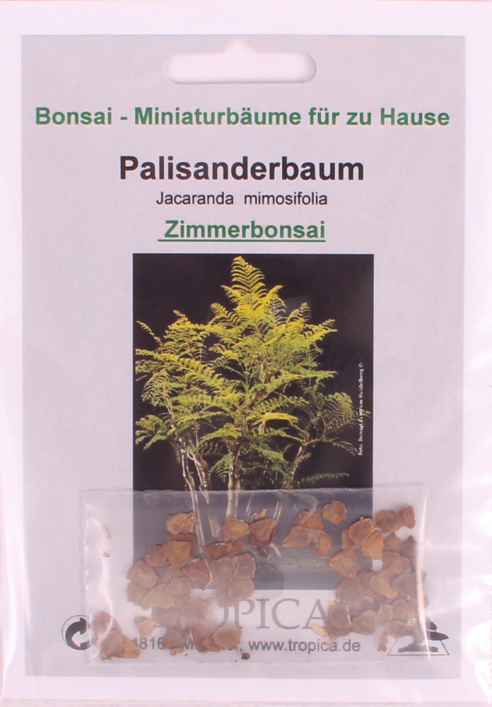 Bonsai - 50 Samen Jacaranda mimosifolia - Jacaranda / Palisanderbaum 90032
