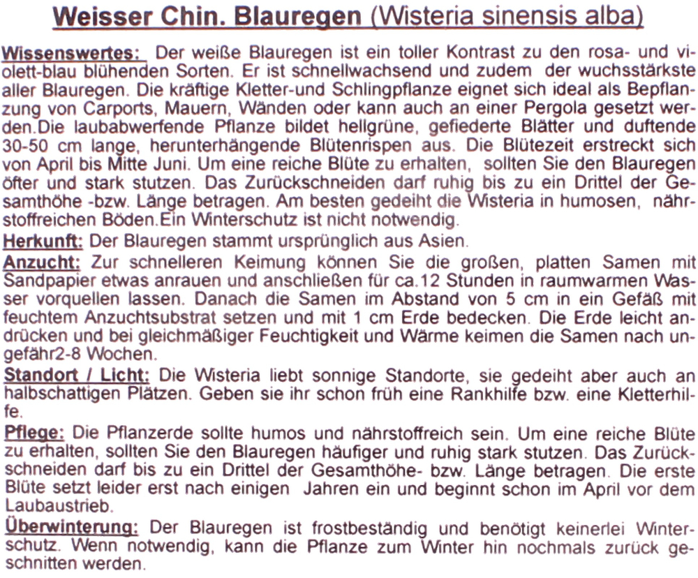 Bonsai - 4 Samen Wisteria sinensis alba - Weisser Chinesischer Blauregen 90139