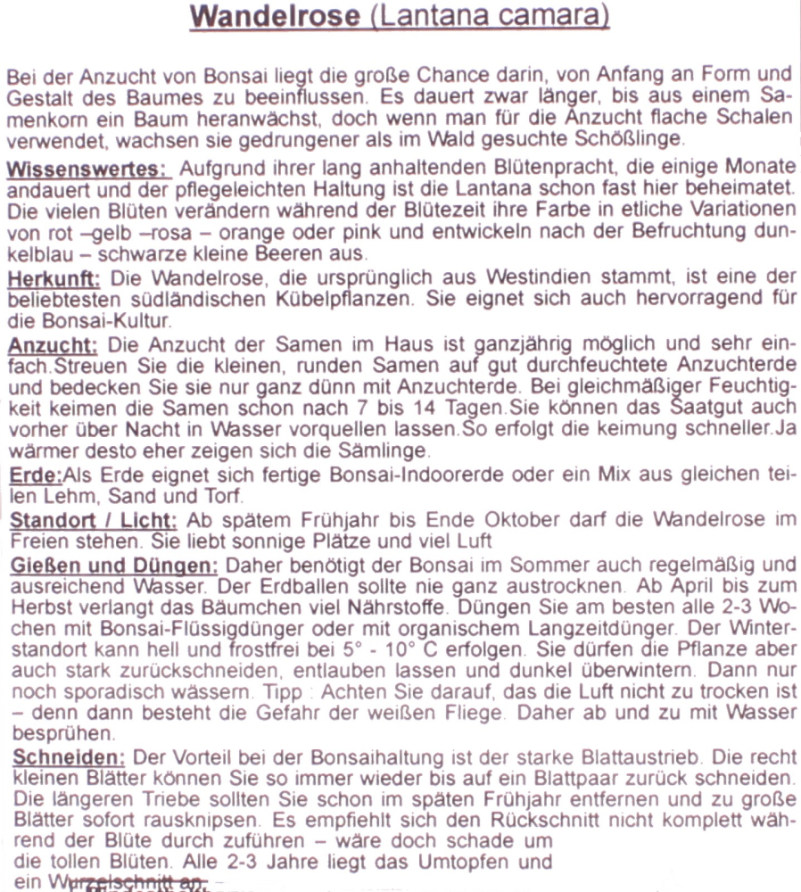 Bonsai - 30 Samen Lantana camara - Wandelrose 90142