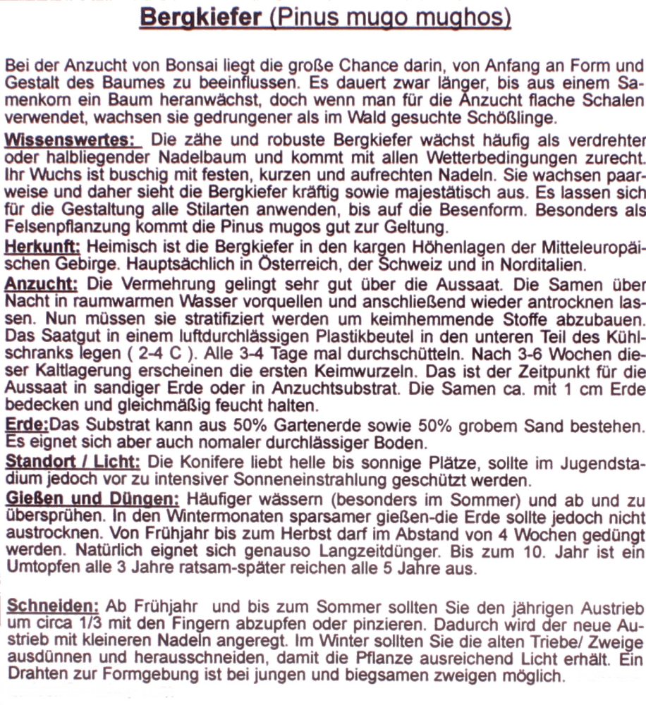 Bonsai - 25 Samen Pinus mugo var. mughus - Bergkiefer 90144