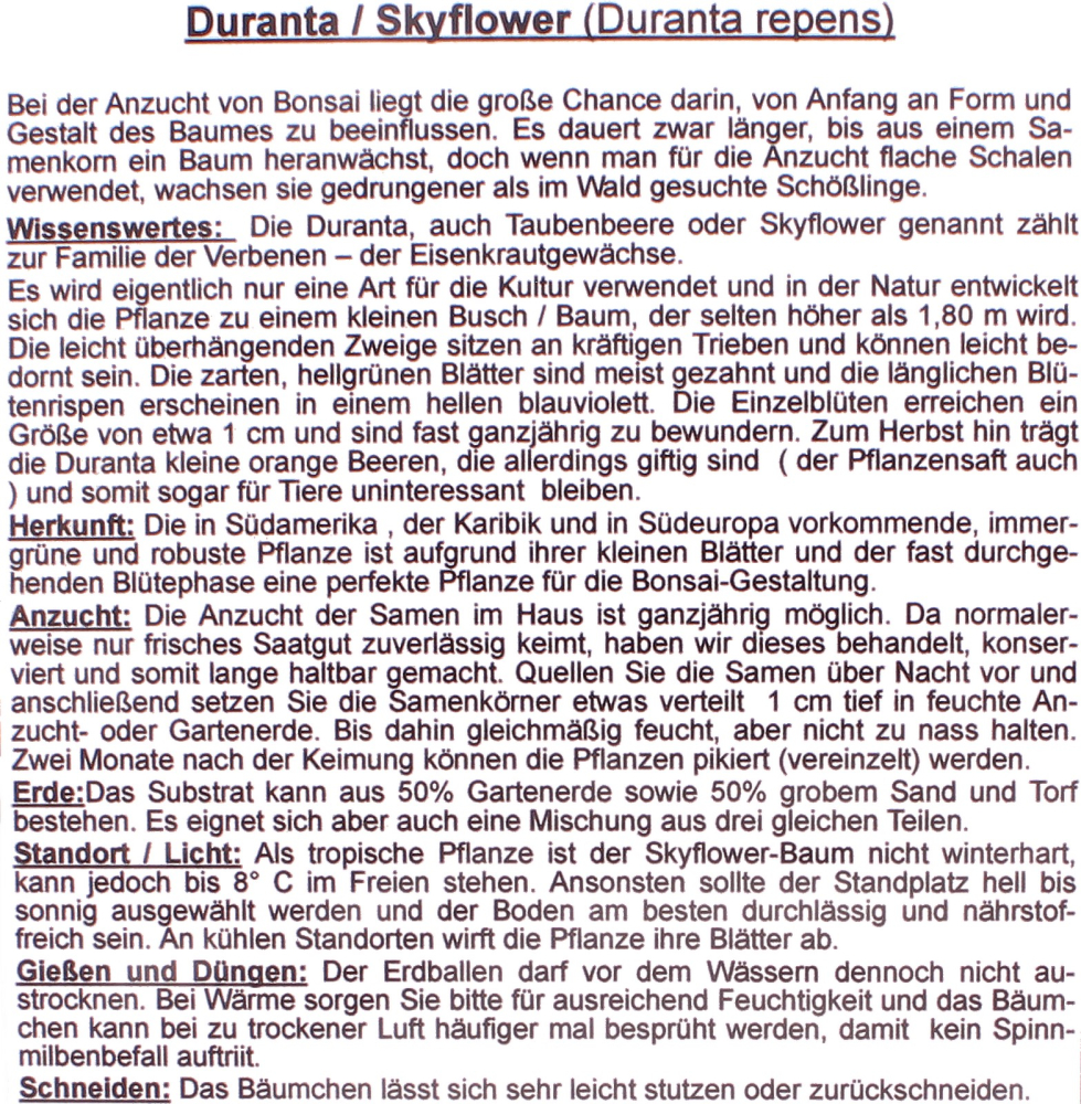 Bonsai -10 Samen Duranta repens - Duranta / Skyflower 90145