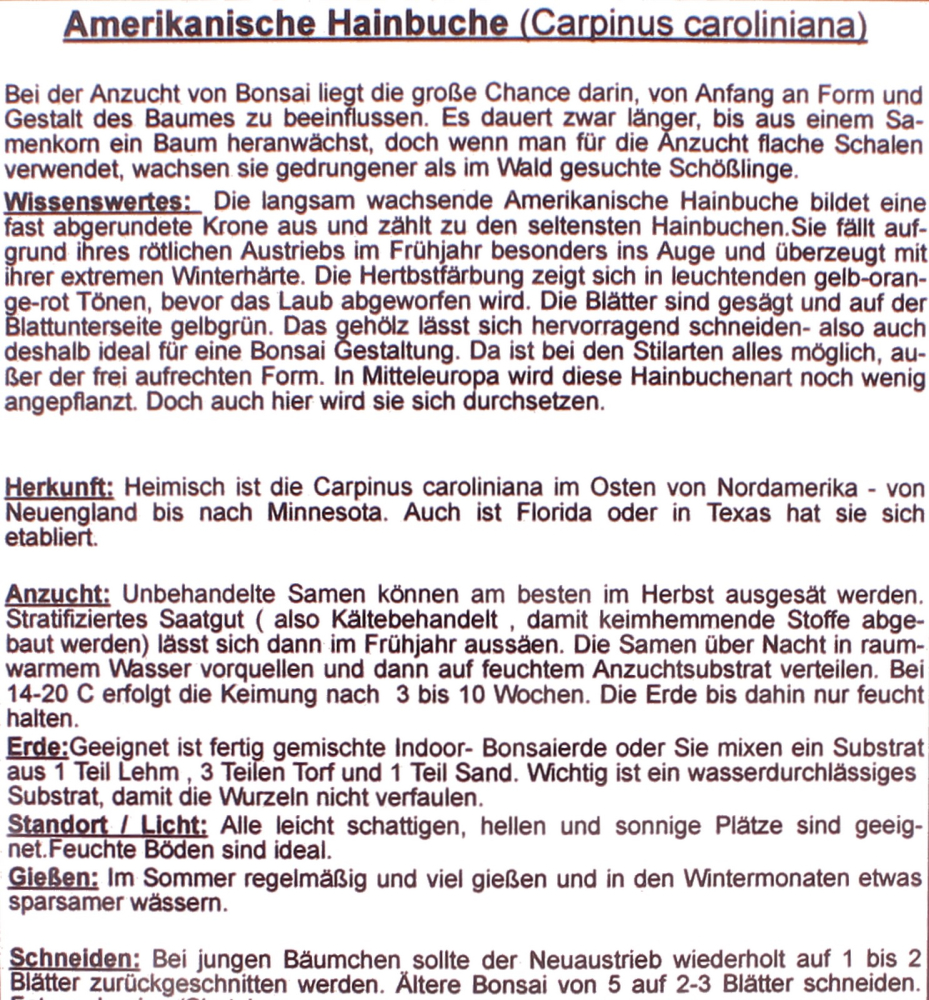 Bonsai - 25 Samen Carpinus caroliana - Amerikanische Hainbuche 90146
