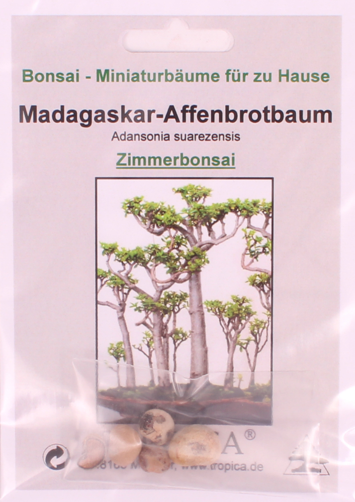 Bonsai - 4 Samen Adansonia suarezensis - Madagaskar Affenbrotbaum 90148